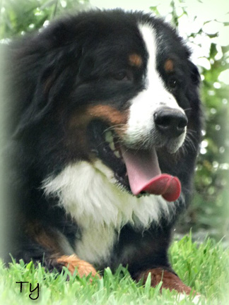 teddy bear love bernese mountain dogs